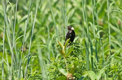 Bobolink