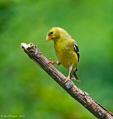 American Golfinch