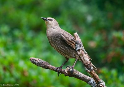 European Starling 