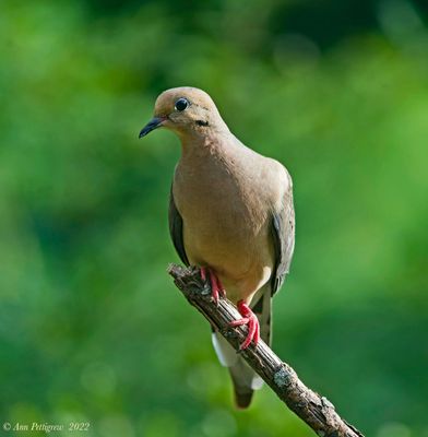 Mourning Dove