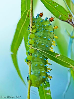 Cecropia Moth Caterpillar