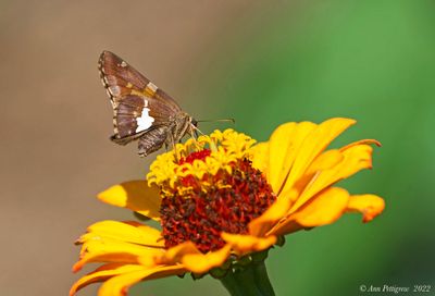Silver-spotted Skipper