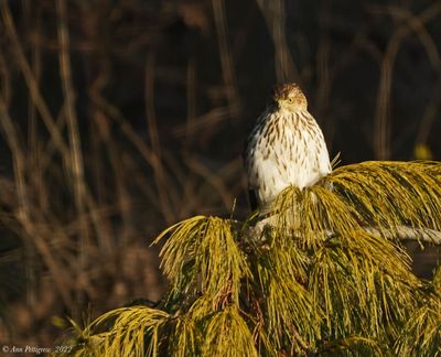 Coopers Hawk Juvenile