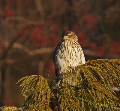 Coopers Hawk Juvenile