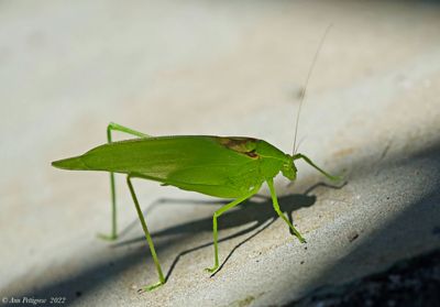 Oblong-winged Katydid