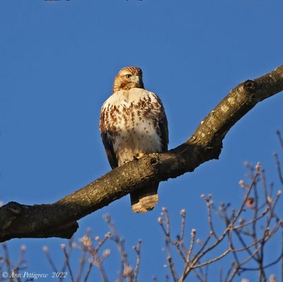 Red-tailed Hawk