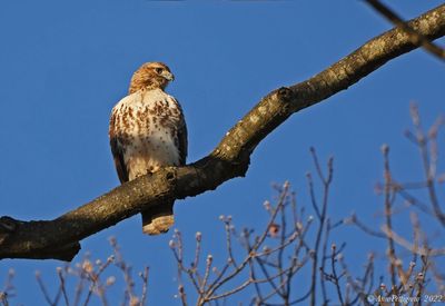 Red-tailed Hawk