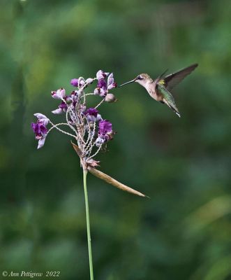 Ruby-throated Hummingbird