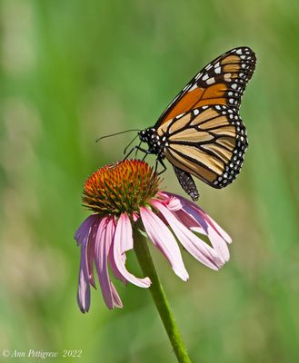 Monarch on Cone Flower