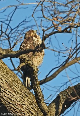 Red-tailed Hawk 