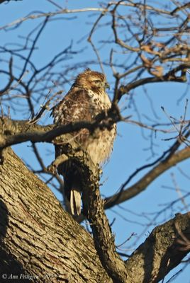 Red-tailed Hawk 