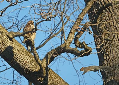 Red-tailed Hawk and Eastern Gray Squirrel