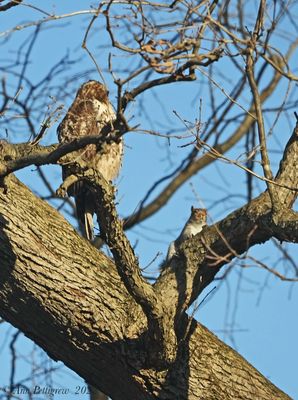 Red-tailed Hawk and Eastern Gray Squirrel