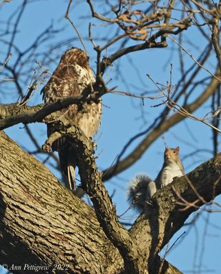 Red-tailed Hawk and Eastern Gray Squirrel
