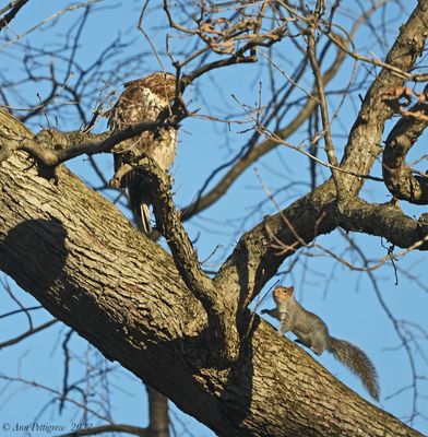 Red-tailed Hawk and Eastern Gray Squirrel