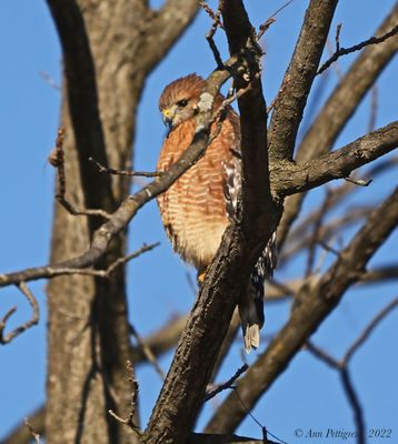 Red-shouldered Hawk