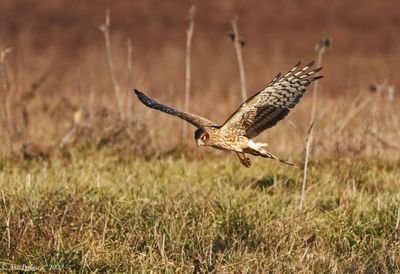Northern Harrier