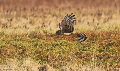 Northern Harrier