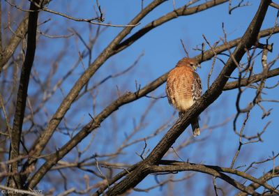 Red-shouldered Hawk