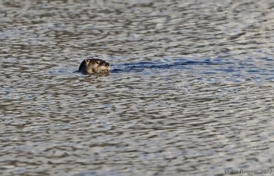 North American River Otter