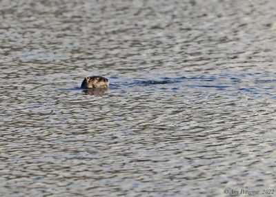 North American River Otter