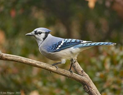 Blue Jay