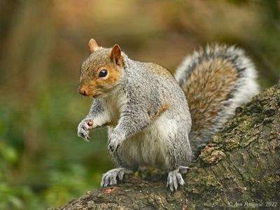 Eastern Gray Squirrel