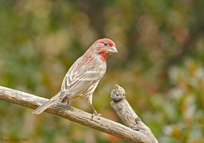 House Finch - male