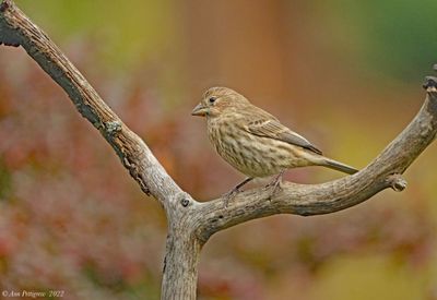 House Finch - female