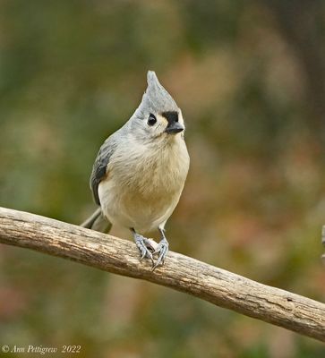 Tufted Titmouse