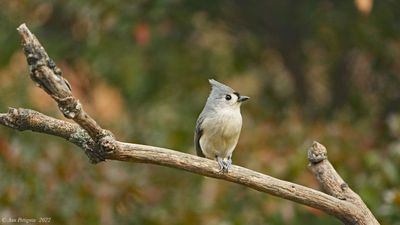 Tufted Titmouse