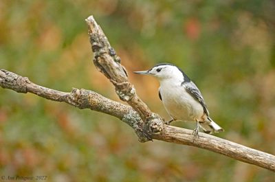 White-breasted Nuthatch