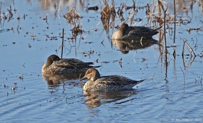 Northern Pintails 