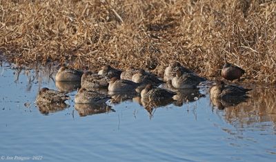 Northern Pintails and a Blue-winged Teal