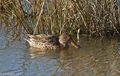 Northern Shoveler - hen