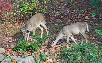 White-tailed Deer