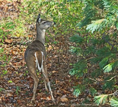 White-tailed Deer