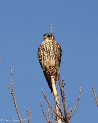 Merlin