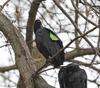 Tagged Black Vulture