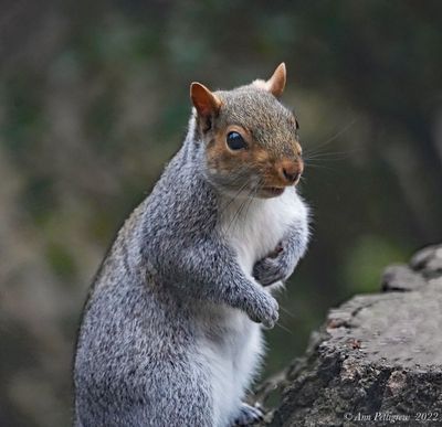 Eastern Gray Squirrel