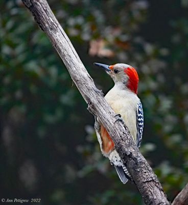 Red-bellied Woodpecker - female
