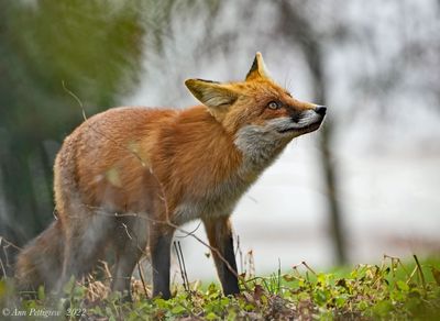 Red Fox