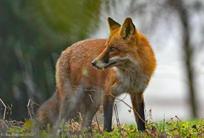 Red Fox