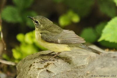 Black-throated-Blue-Warbler---7575.jpg