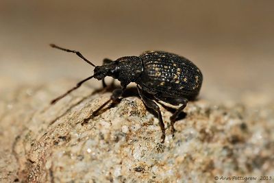 Black-Vine-Weevil-(Otiorhynchus-sulcatus)---0008.jpg