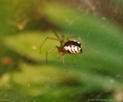 Bowl-and-Doily-Spider-(Frontinella-pyramitela)-2013-July-29---0009.jpg