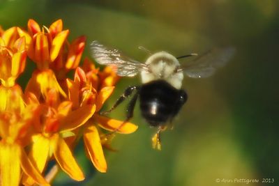 Bumblebee-on-Butterfly-Weed---2013--1950.jpg