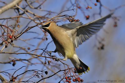 Cedar-Waxwing---2903.jpg