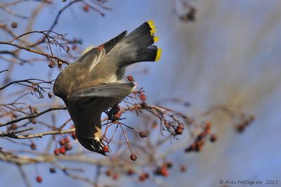 Cedar-Waxwing---2936.jpg