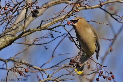 Cedar-Waxwing---2972.jpg